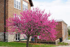 Cercis Canadensis
