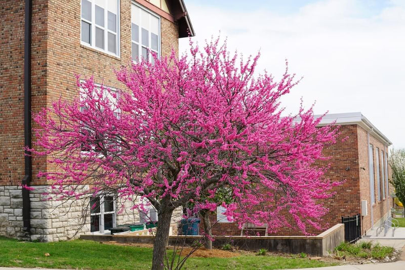 Cercis Canadensis