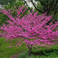 Pink flowering tree in a garden setting with green grass and trees in the background