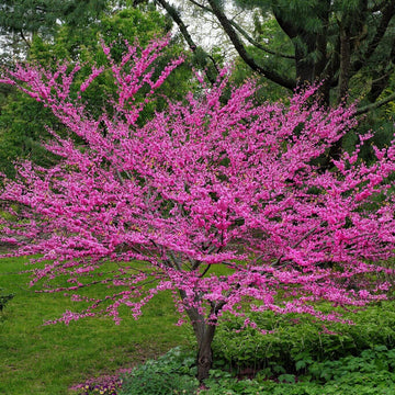 Pink flowering tree in a garden setting with green grass and trees in the background