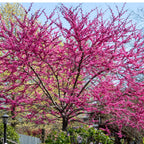 Vibrant pink Redbud Tree with dense blossoms and dark branches