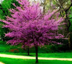 Vibrant pink redbud tree with dense blossoms and dark branches