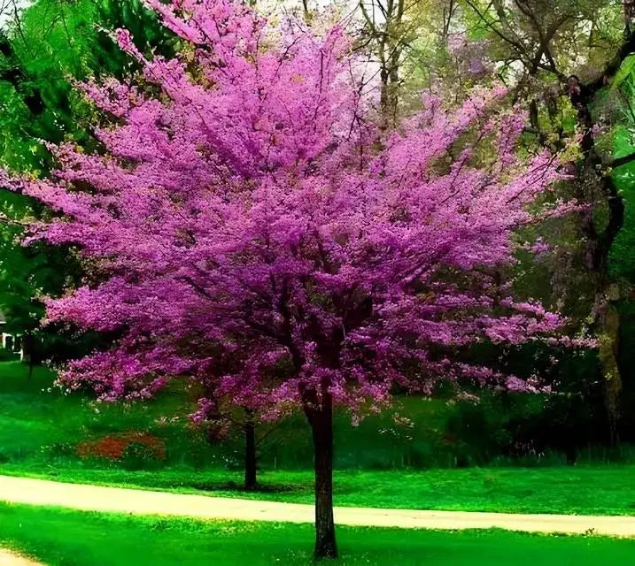 Vibrant pink redbud tree with dense blossoms and dark branches