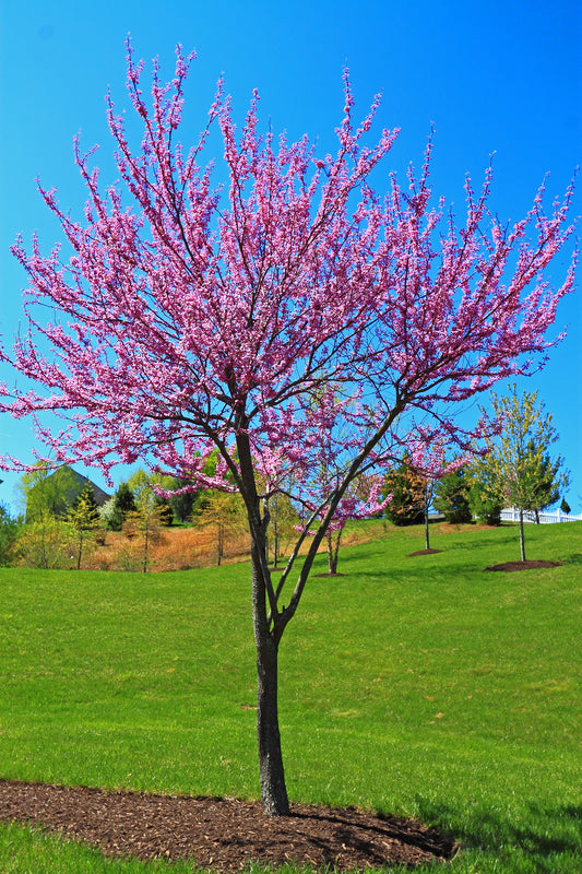 Vibrant pink Redbud Tree with dense blossoms against blue sky