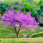 Vibrant purple Redbud Tree in full bloom against green hills