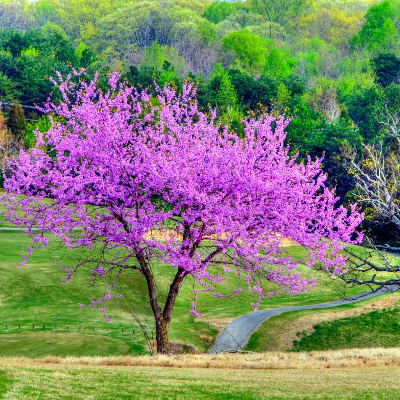 Vibrant purple Redbud Tree in full bloom against green hills