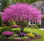 Purple Blooming Flowering Tree