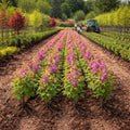 Rows of vibrant purple redbud seedlings with green foliage planted in neat lines at a nursery field
