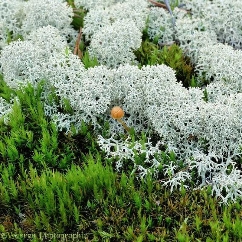 Fuzzy white Reindeer Moss lichen with branching textures on green moss