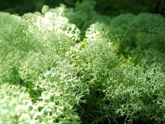 Fuzzy light green Reindeer Moss lichen with delicate branching texture