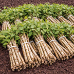 river-birch-live-stakes - TN Nursery