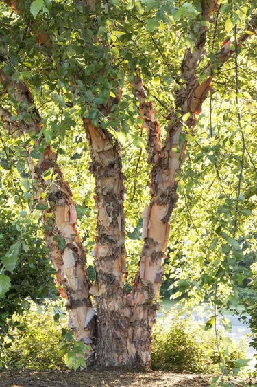 Tall multi-trunked River Birch live stake with peeling pinkish-white bark and lush green leaves