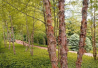 Tall River Birch live stakes with peeling pinkish-brown bark in lush green forest