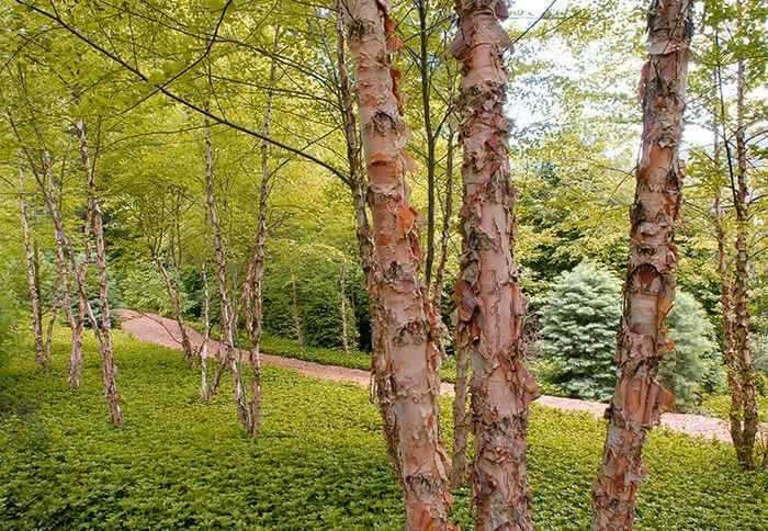 Tall River Birch live stakes with peeling pinkish-brown bark in lush green forest