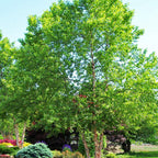 Tall River Birch Tree with slender trunk and vibrant leafy green foliage