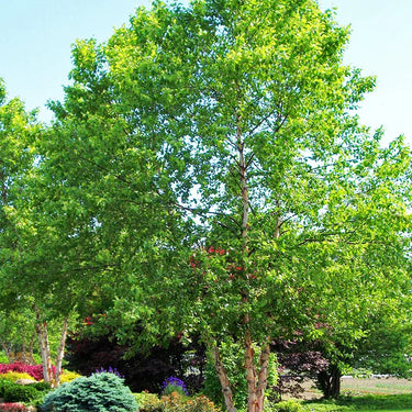 Tall River Birch Tree with slender trunk and vibrant leafy green foliage