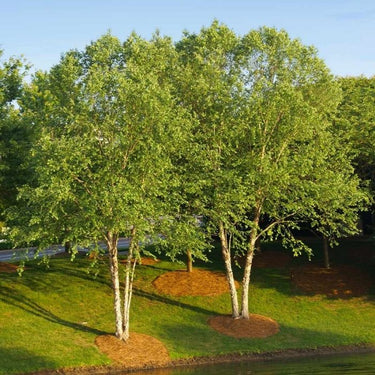 Lush green River Birch trees with white trunks by calm water on lawn