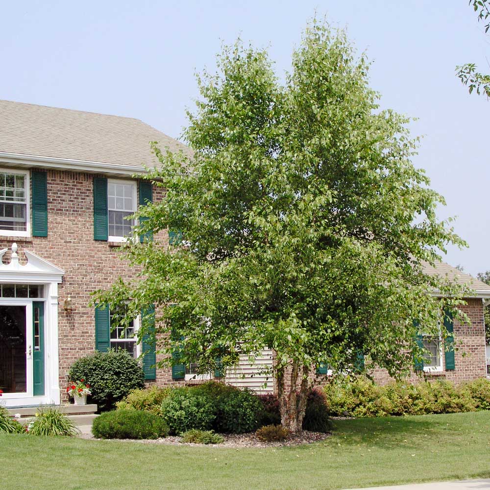 Lush full-bodied green low-maintenance tree with textured trunk before brick house