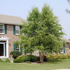 Lush River Birch tree with textured trunk in front of brick house