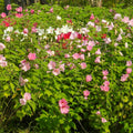 Rose mallow plant with vibrant pink, white, red hibiscus flowers in lush green foliage