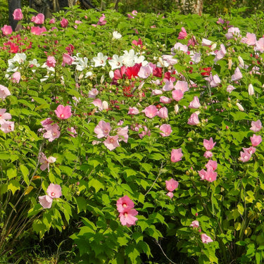 Rose mallow plant with vibrant pink, white, red hibiscus flowers in lush green foliage