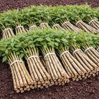 Bundles of young Roughleaf Dogwood live stakes with green leaves and beige stems tied with white bands