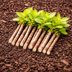 Freshly harvested cassava roots with green leaves for Roughleaf Dogwood Live Stakes