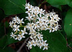 Roughleaf dogwood live stakes with delicate white 5-petal flower clusters on green foliage