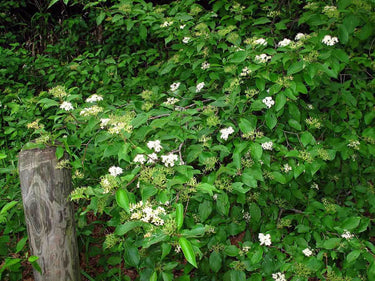 Lush green Roughleaf Dogwood bush with delicate white flower clusters