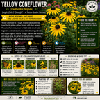 An informational garden care poster for Yellow Coneflower (Rudbeckia fulgida), featuring a bright yellow title, a central yellow flower illustration, and multiple colored informational panels detailing its characteristics, pollinators, planting, and care tips.