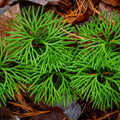 Vibrant green feathery fronds of Running Cedar clubmoss plant