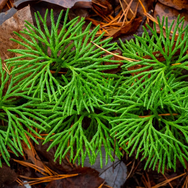 Vibrant green feathery fronds of Running Cedar clubmoss plant
