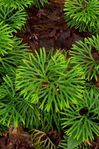 Vibrant Running Cedar fern fronds with feathery leaves on forest floor
