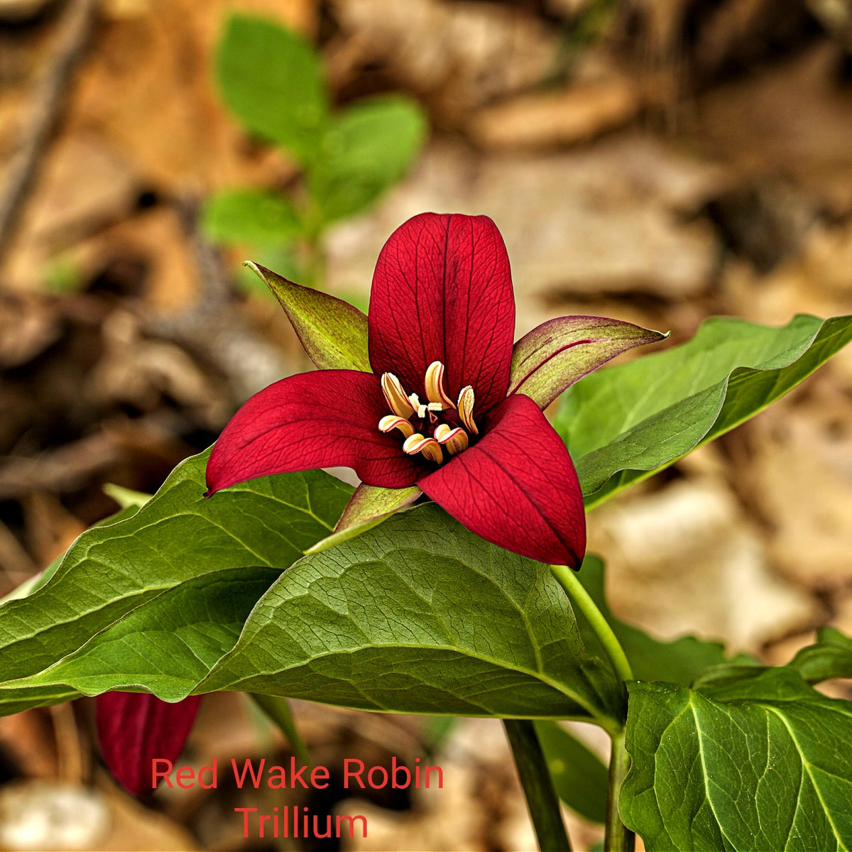 Red Hot Trio: vibrant red trillium with glossy petals and yellow stamens