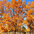Autumn trees with orange leaves against a blue sky