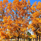 Autumn trees with orange leaves against a blue sky