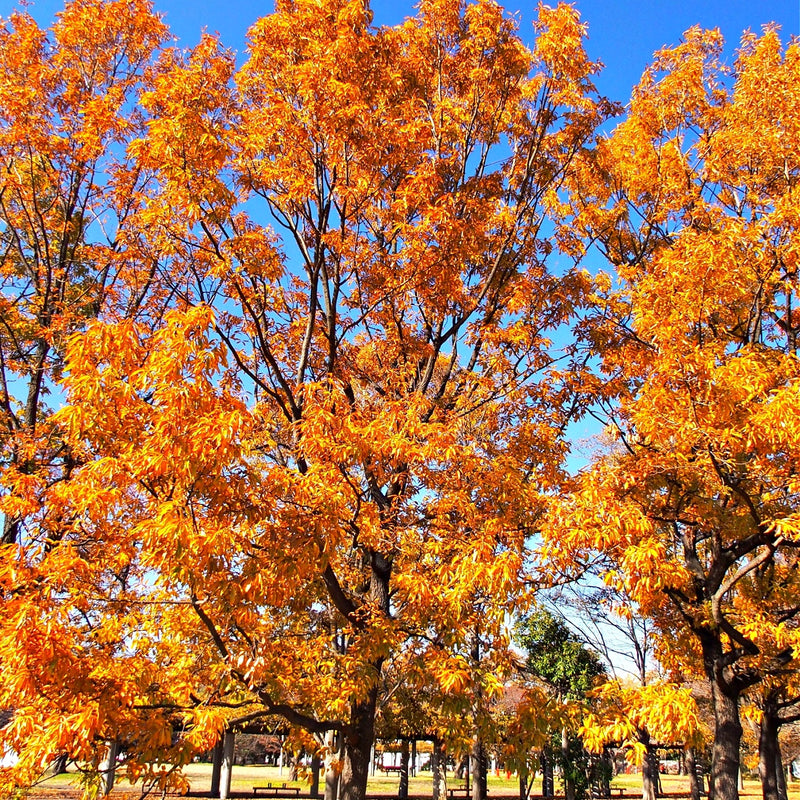Autumn trees with orange leaves against a blue sky