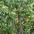 Sawtooth Oak Seedling for SALE 