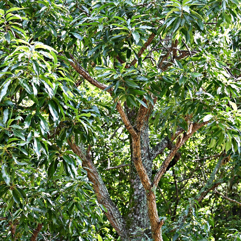 Sawtooth Oak Seedling for SALE 