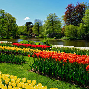 Vibrant tulips in yellow orange red white bloom by pond in Seasonal Monthly Plant Box