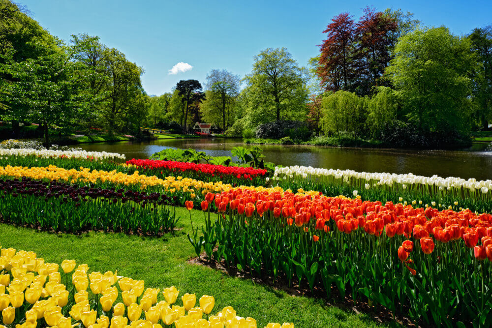 Vibrant tulips in yellow orange red white bloom by pond in Seasonal Monthly Plant Box