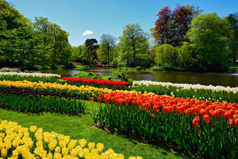 Vibrant tulips in yellow orange red white bloom by pond in Seasonal Monthly Plant Box