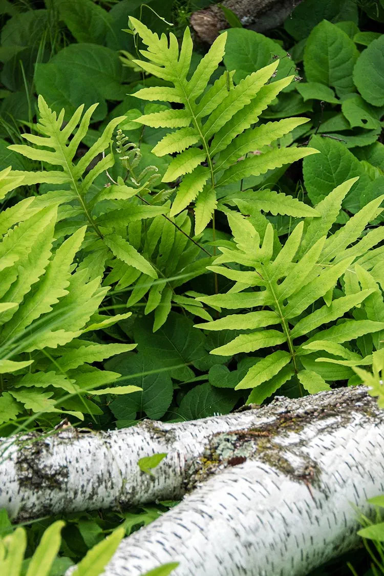 Sensitive Fern bright green fronds with serrated feathery edges