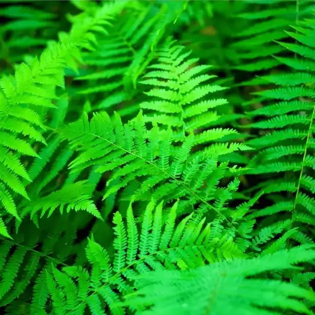 Sensitive Fern: vibrant green fronds with feathery leaves and organic texture