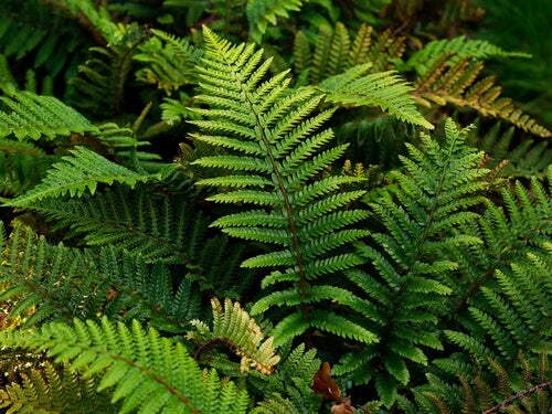 Lush green fern fronds with delicate, feathery leaves and subtle brownish tips.