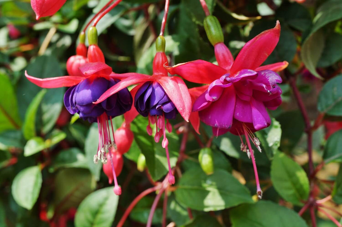 Vibrant fuchsia and purple hanging flowers with delicate, bell-shaped petals and slender stems.