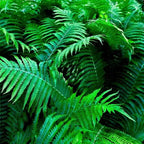 Lush green fern fronds in Shade Fern Package - 10 plants