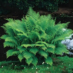 Lush green fern bush with feathery fronds in Shade Fern Package 10 plants