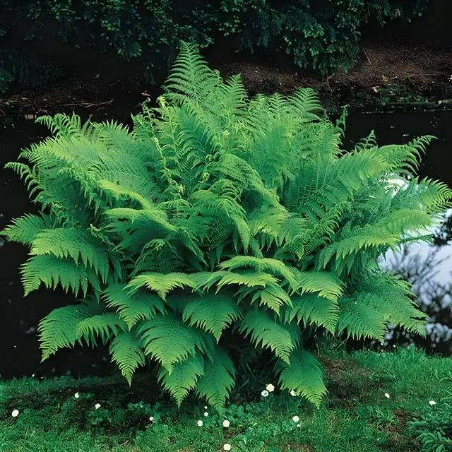 10 Shade Fern Package for Shade Garden