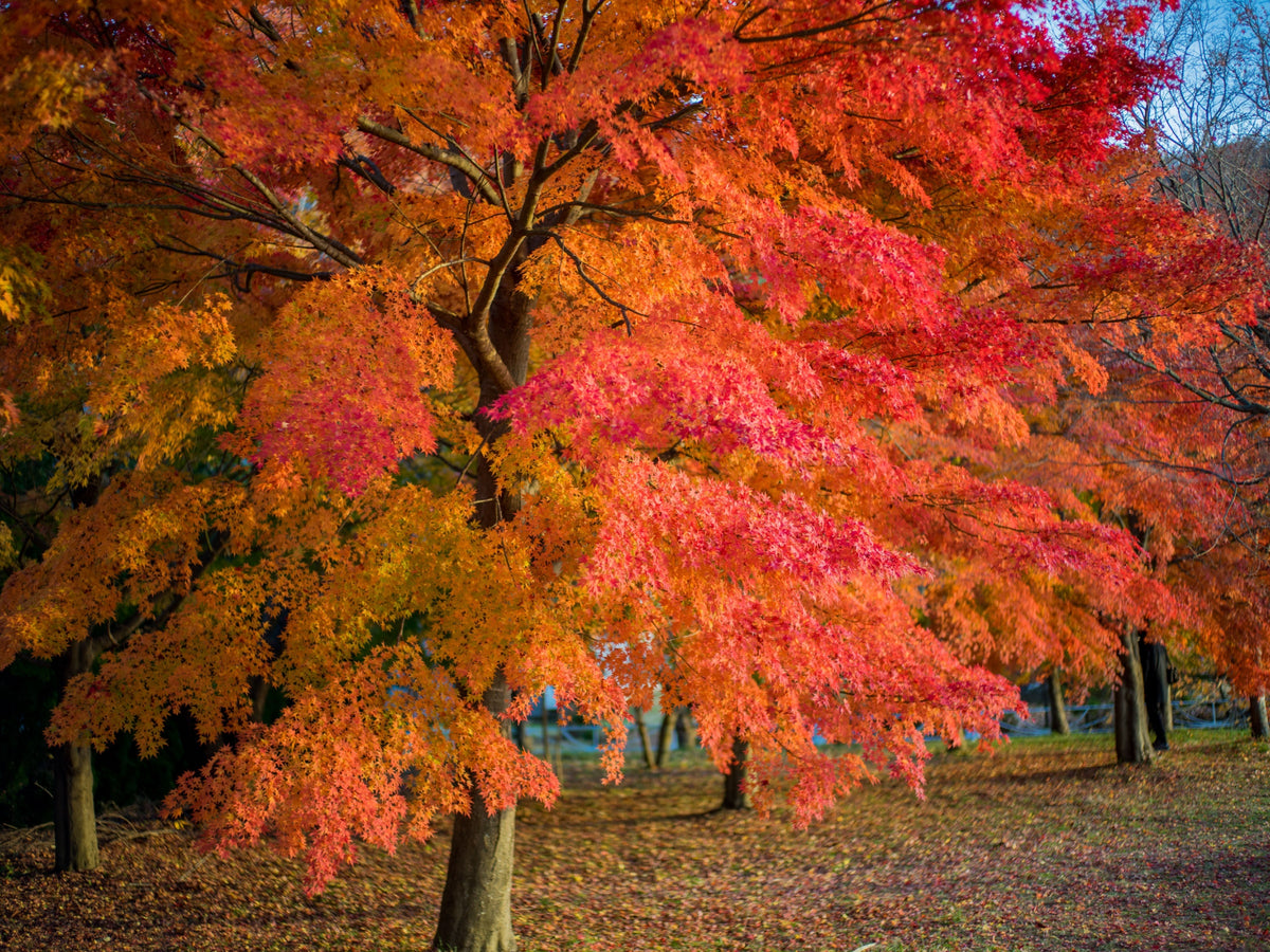 Tree with vibrant red and orange autumn leaves in a park setting